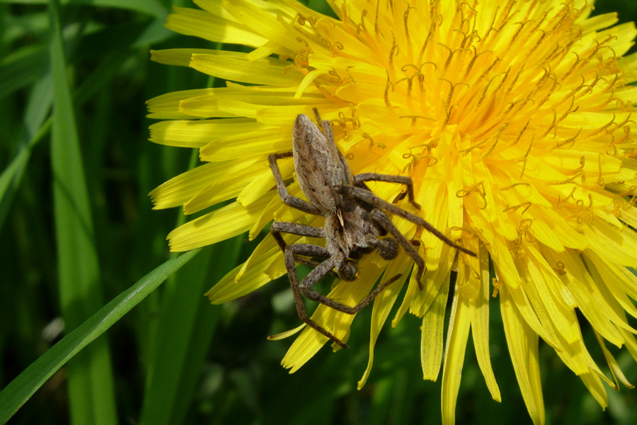 Tutte Pisaura mirabilis?